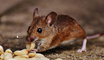 24 Hour & Emergency Exterminators in Beaver Falls, NY